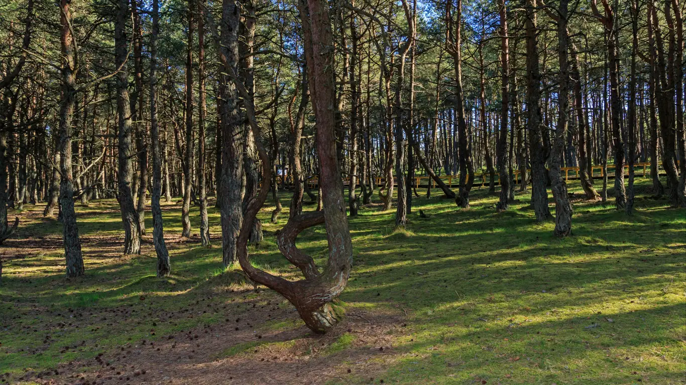 лес, деревья