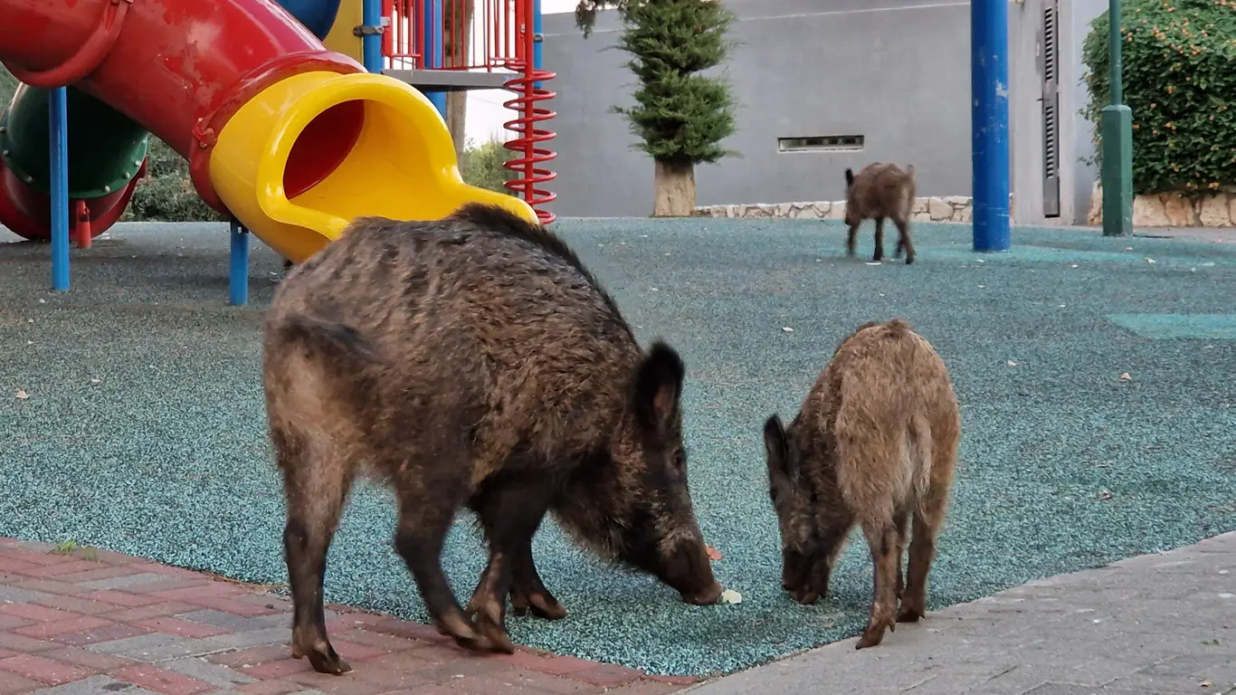 площадка, горка, кабаны