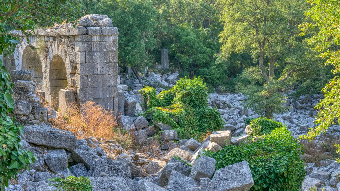 камни, деревья