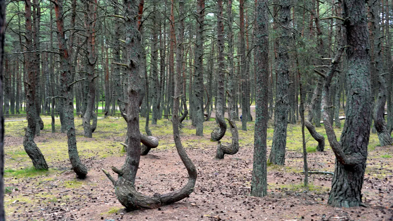 лес, деревья