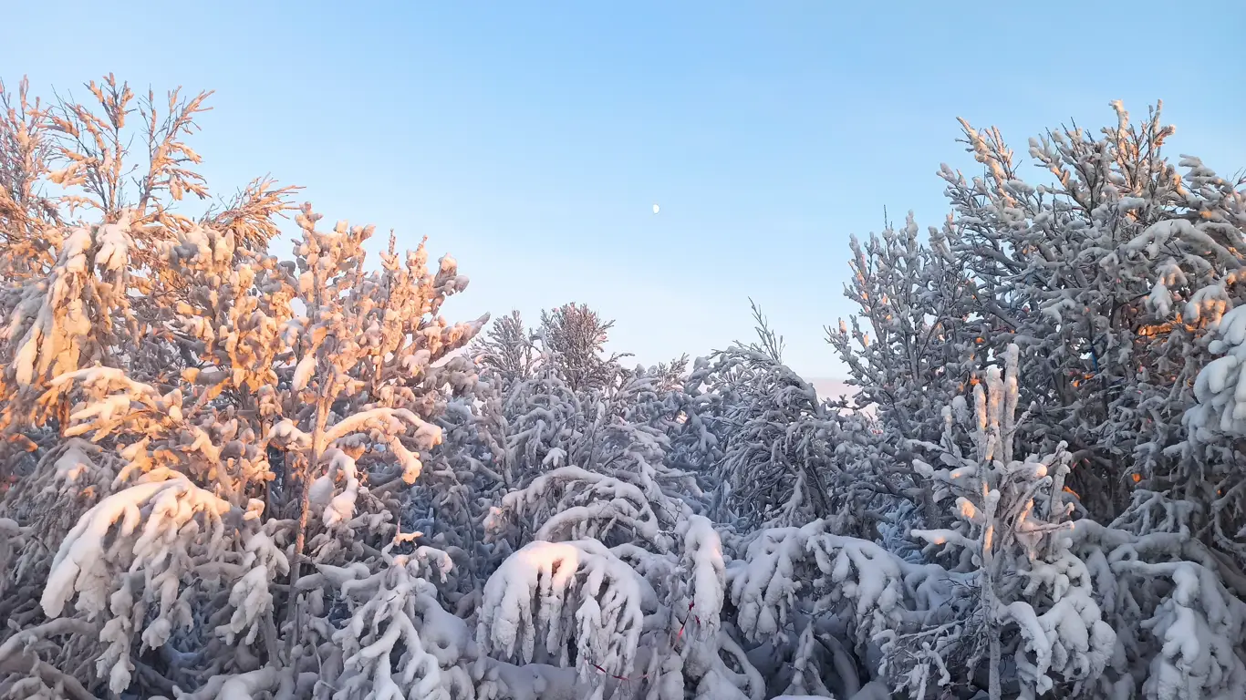 деревья в снегу