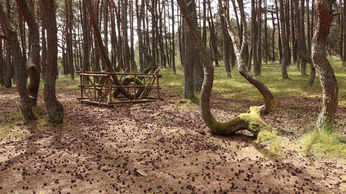 лес, деревья