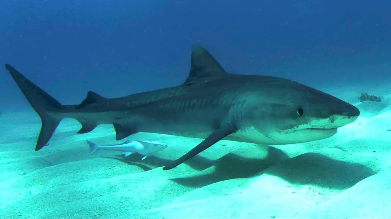 море, акула