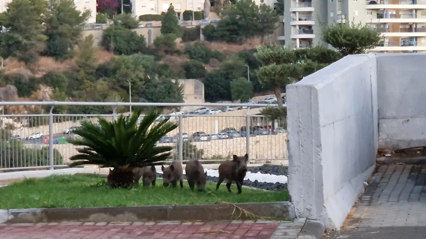 кабаны, растения, перила, дорога, дома