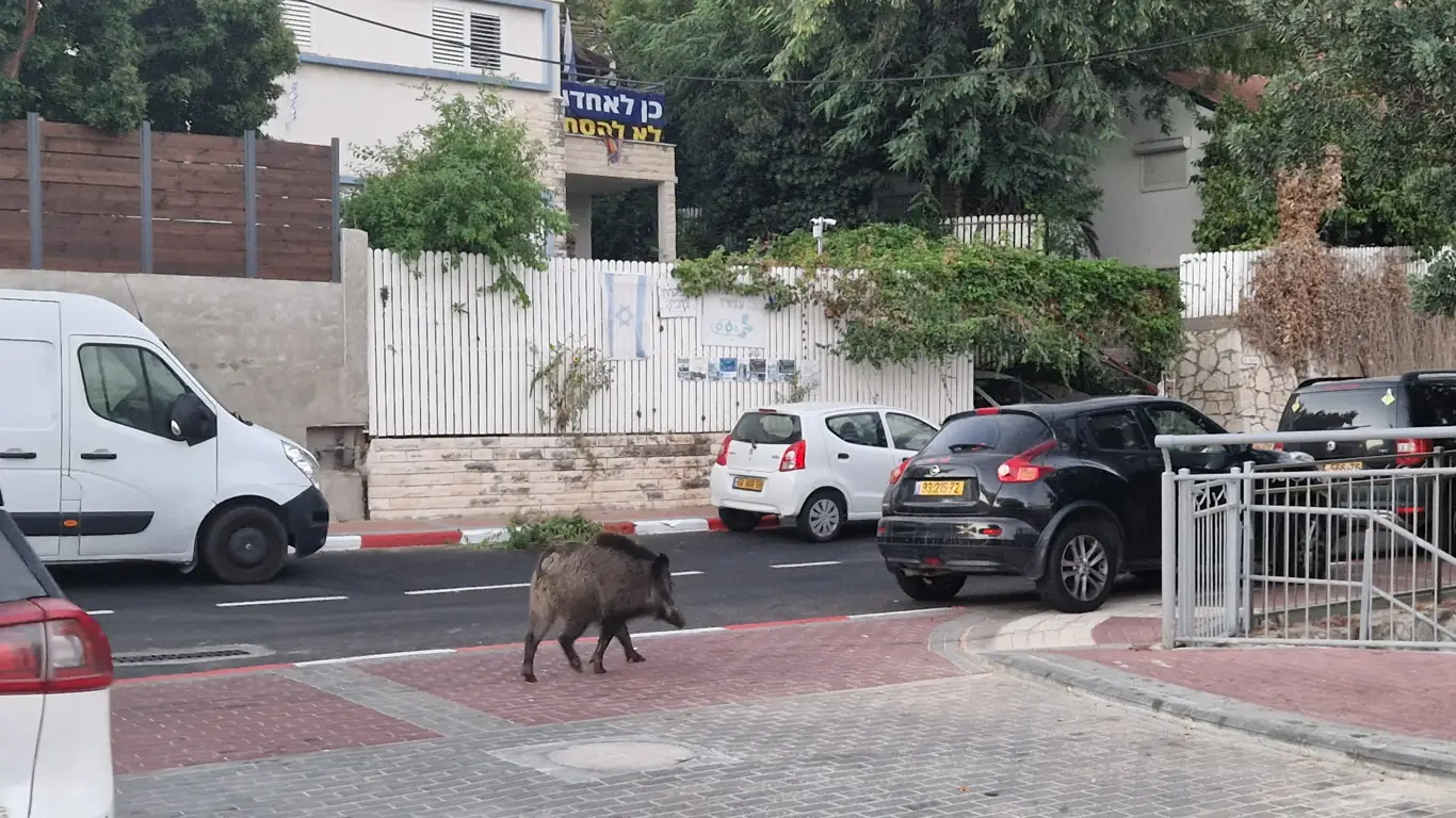 дорога, машины, кабан