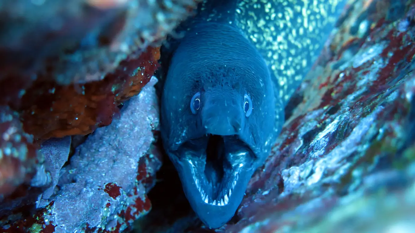 море, рыба, мурена