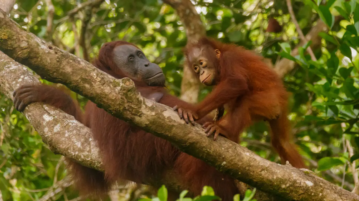 орангутан