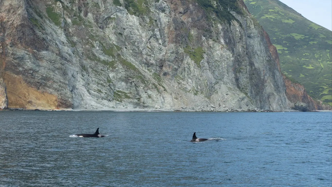 скалы, море, киты