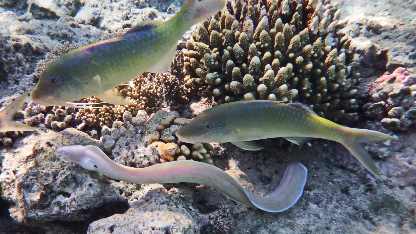 море, кораллы, рыбы