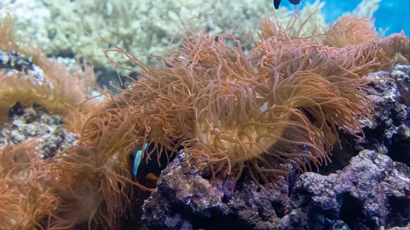 море, кораллы